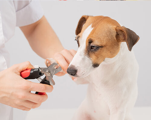 Simple Grooming Essentials For Happier Pets