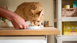 Easier Mealtimes With Every Pet Feeding