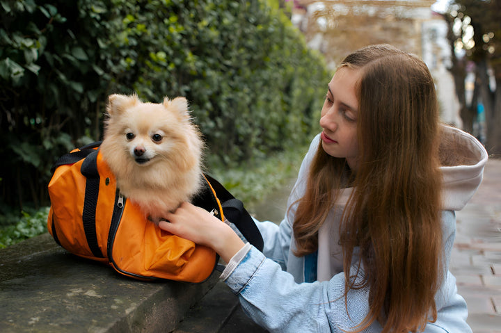 Comfortable Travel With Pet Carriers